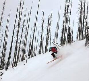 A skier descending through burned trees in deep powder near Rogers Pass